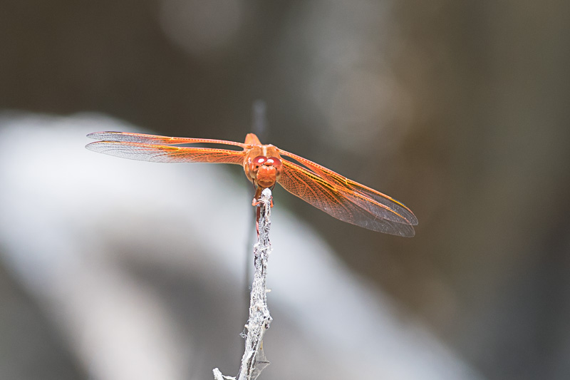 Flame Skimmer